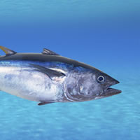 Stacks Image 1977741